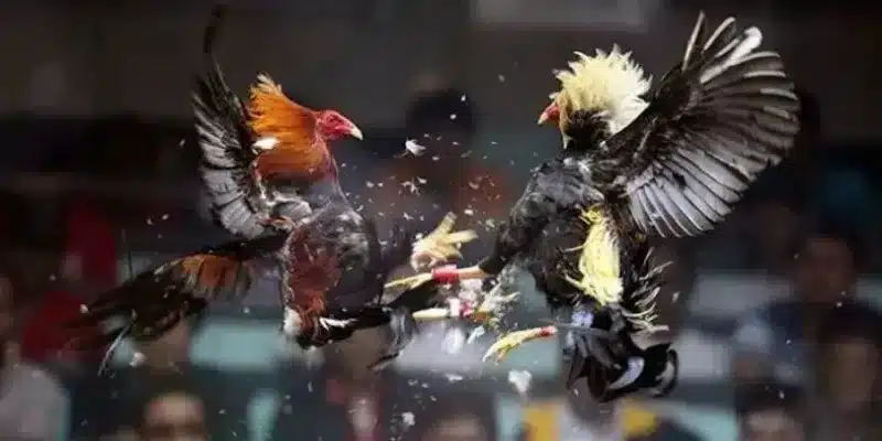 Cộng đồng kinh nghiệm