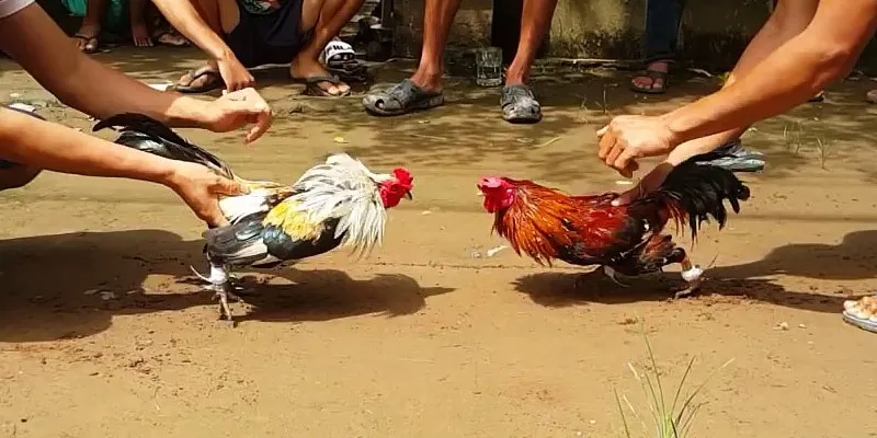 Giới thiệu đá gà Campuchia